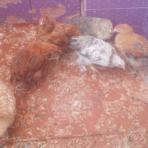 7 تا جوجه گلپایگانی درحد مرغ