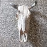 دیوار کوب کله ی گاو