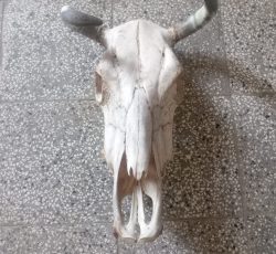 دیوار کوب کله ی گاو