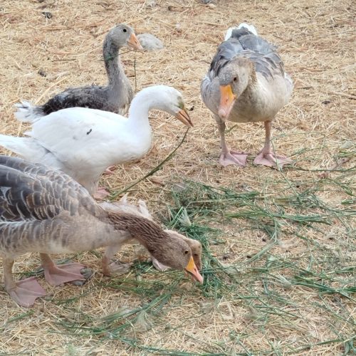 مرغ و غاز محلی