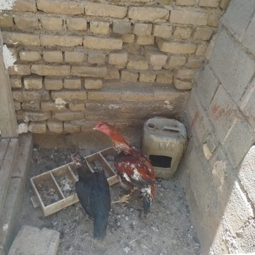 خروس لاری اصیل