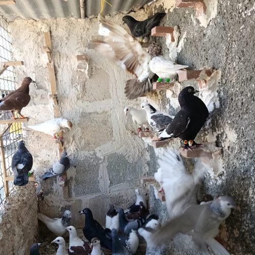 کبوتر بوم پرشی جوان دانه 230تومان