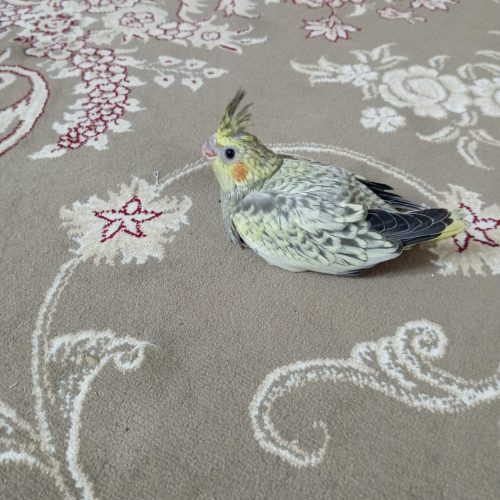 عروس هلندی های زیبا