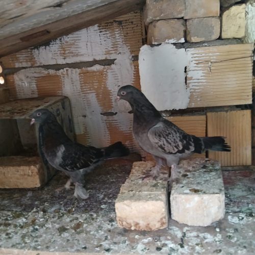 کبوتر سیاه پر ویه جفت زره ای پر