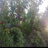باغ دروایقان شبستر جاده اجر پزی منطقه نادر اباد
