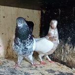 کبوتر پرشی فروش