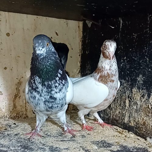 کبوتر پرشی فروش