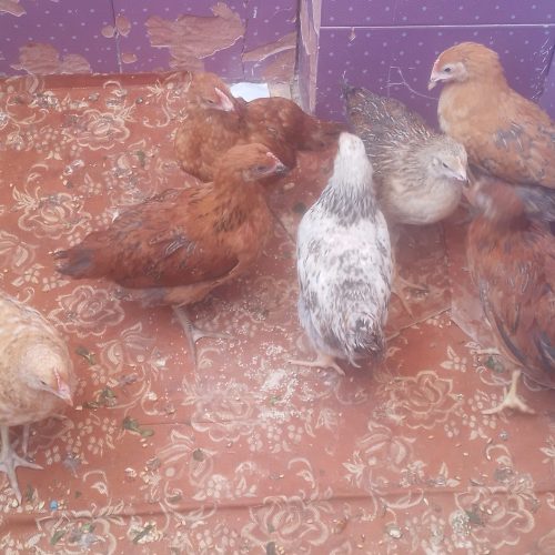 7 تا جوجه گلپایگانی درحد مرغ