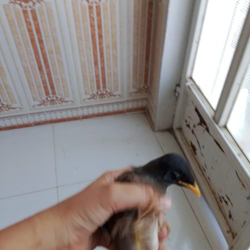 جوجه مینا اصل