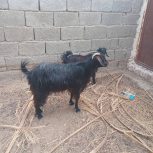 گوسفند محلی کوهی