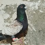 کبوتر طاووسی