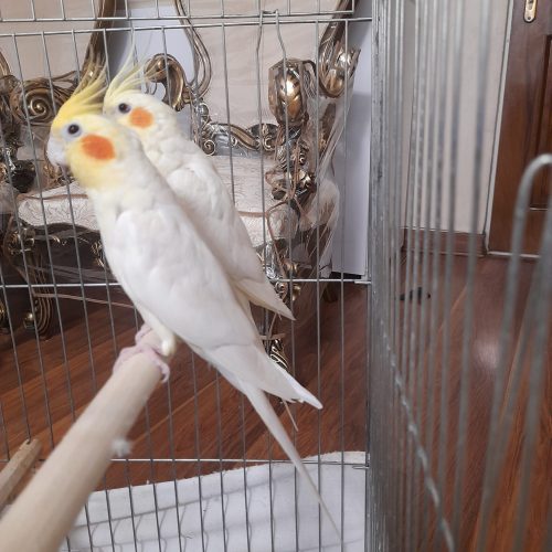 تعدادی عروس هلندی لوتینو مولدباکیفیت عالی واکسینه شده