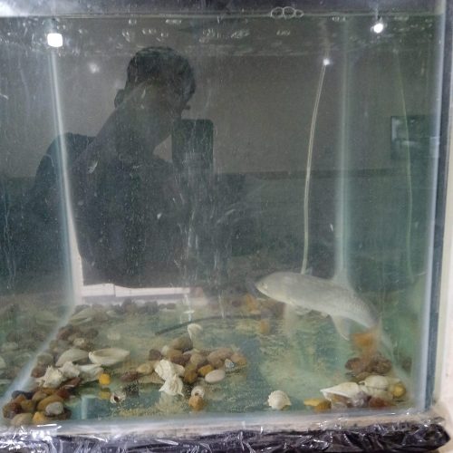 اکواریوم