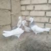 3عدد کبوتر رنگی طوقی