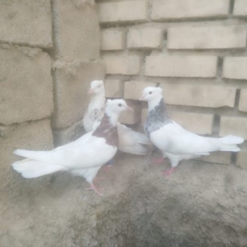 3عدد کبوتر رنگی طوقی