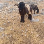 بره کله سیاه  تا