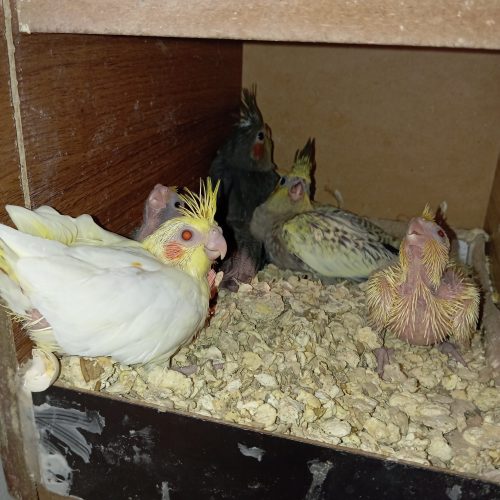 عروس هلندی های زیبا