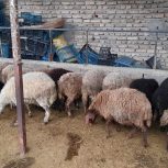 فروش گوسفند