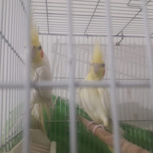 عروس هلندی جفت لوتینو