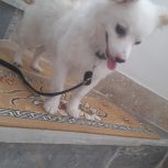 نژاد پامر روباهی جنسیت ماده