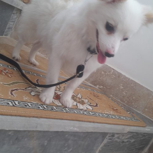 نژاد پامر روباهی جنسیت ماده