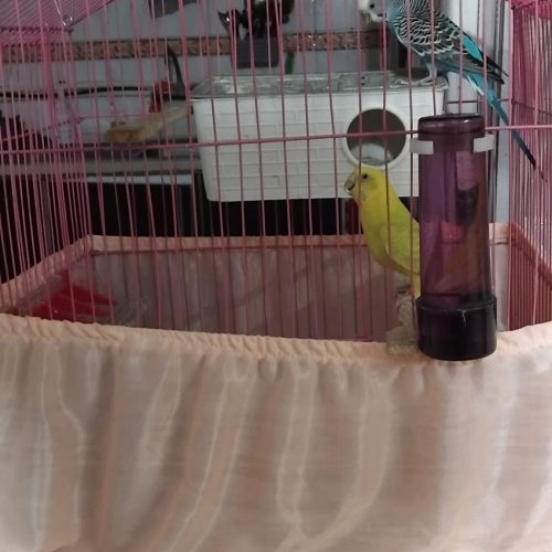 یه جفت مرغ عشق فروشی