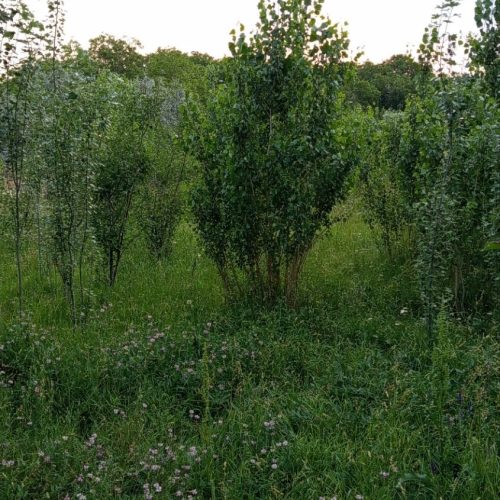 فروش باغ در اقکند