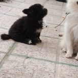 توله پامر روباهی دوماهه با تربیت