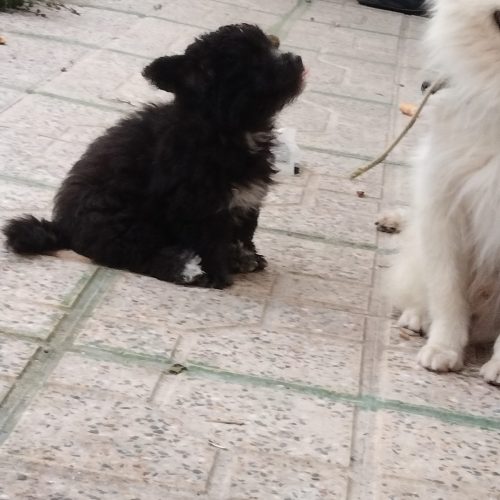 توله پامر روباهی دوماهه با تربیت