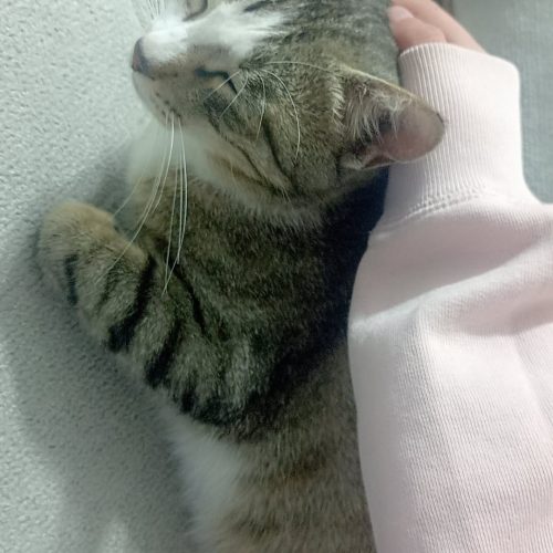 گربه مادر با دوبچه گربه ماده