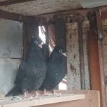 کفتر زاغ ملقی