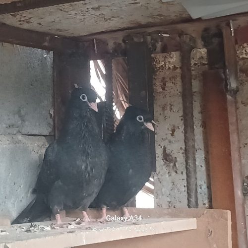 کفتر زاغ ملقی