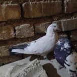 کبوتر‌کاشانی