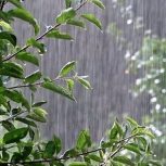 کارگر ساده