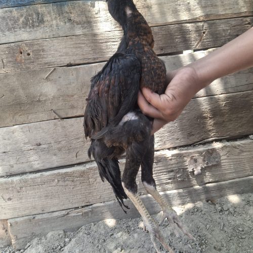 جوجه خروس لاری اصل نسل دار