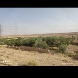 باغ بادام بعد برزک فوری