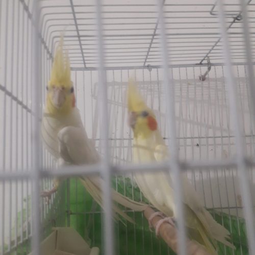 عروس هلندی جفت لوتینو