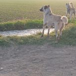 به علت وحشی بودن