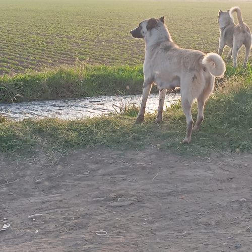 به علت وحشی بودن