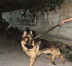 سگ ژرمن شپرد شولاین نر
