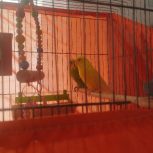 دو جفت مرغ عشق