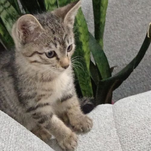 گربه مادر با دوبچه گربه ماده