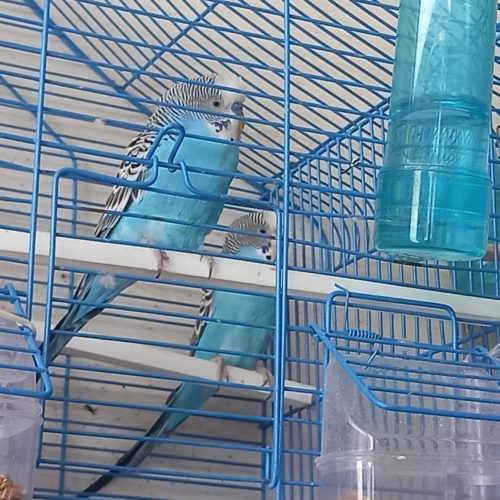 دوجفت مرغ عشق زیبا