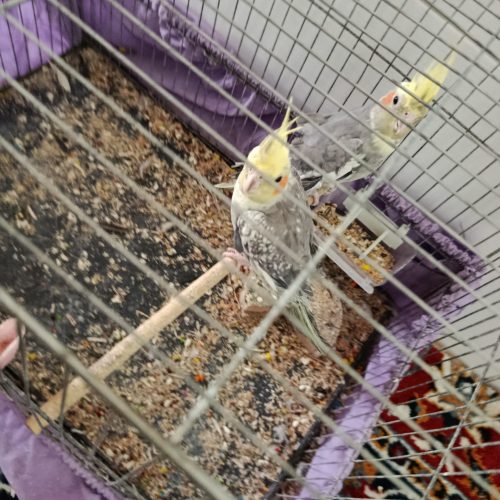 شلباس مجلسی و شومیز مجلسی و مانتو