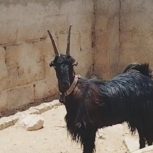 کولار ماده داشتی شاخ جفت