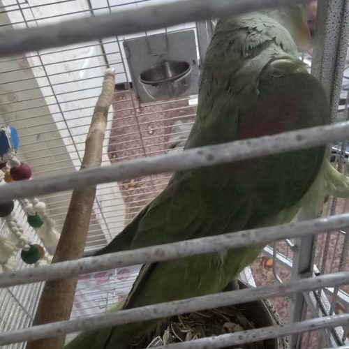 شاه طوطی فوری