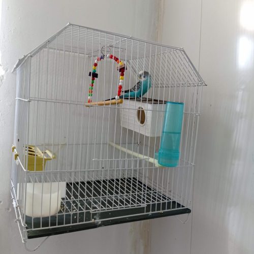 دوعددپرنده