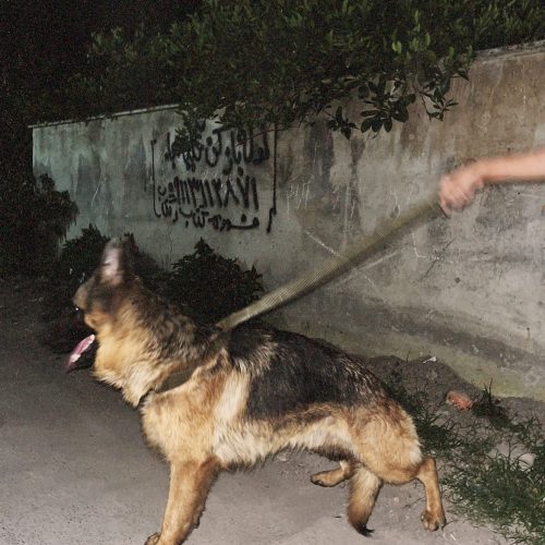 سگ ژرمن شپرد شولاین نر