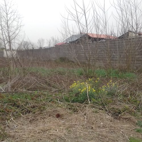 فروش زمین محله دارسازی