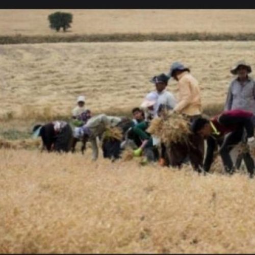 برداشت نخد چیدن با اکیپ حرفه ای…